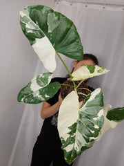 Alocasia Macrorrhiza Variegata