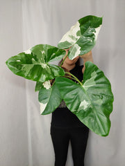 Alocasia Macrorrhiza Variegata