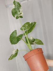Alocasia Macrorrhiza Variegata