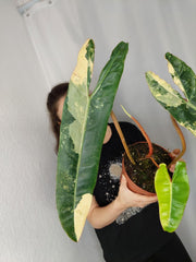 Philodendron Billietiae Variegata XXL