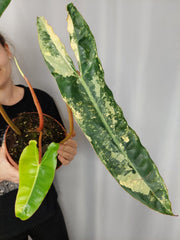 Philodendron Billietiae Variegata XXL