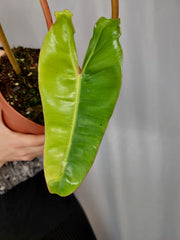 Philodendron Billietiae Variegata XXL