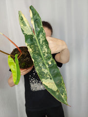 Philodendron Billietiae Variegata XXL