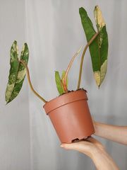 Philodendron Billietiae Variegata XXL