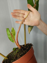 Philodendron Billietiae Variegata XXL