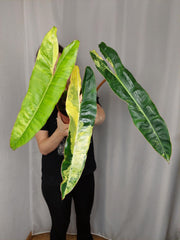 Philodendron Billietiae Variegata XXL