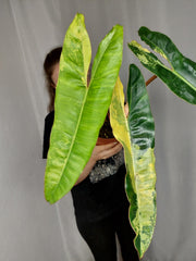 Philodendron Billietiae Variegata XXL