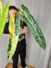 Philodendron Billietiae Variegata XXL