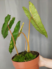 Philodendron Billietiae Variegata XXL