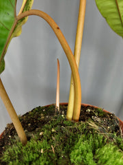 Philodendron Billietiae Variegata XXL