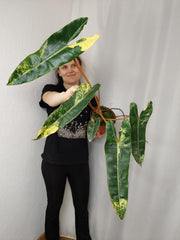 Philodendron Billietiae Variegata XXL