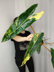 Philodendron Billietiae Variegata XXL