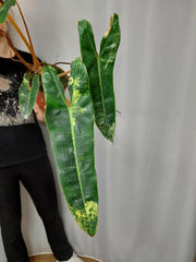 Philodendron Billietiae Variegata XXL