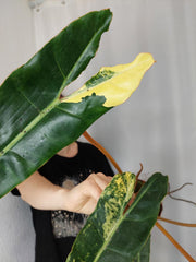 Philodendron Billietiae Variegata XXL