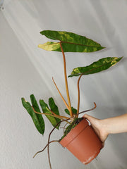 Philodendron Billietiae Variegata XXL