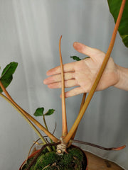 Philodendron Billietiae Variegata XXL