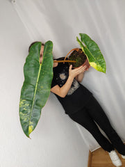 Philodendron Billietiae Variegata XXL