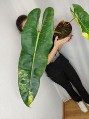Philodendron Billietiae Variegata XXL