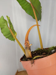 Philodendron Billietiae Variegata XXL