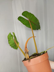 Philodendron Billietiae Variegata XXL