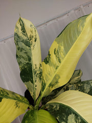 Dieffenbachia Big Ben Aurea