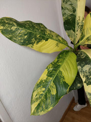 Dieffenbachia Big Ben Aurea