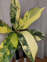 Dieffenbachia Big Ben Aurea