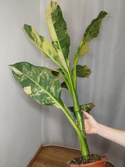 Dieffenbachia Big Ben Aurea