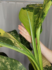 Dieffenbachia Big Ben Aurea