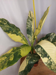Dieffenbachia Big Ben Aurea