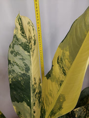 Dieffenbachia Big Ben Aurea