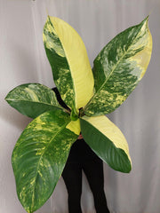 Dieffenbachia Big Ben Aurea