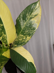 Dieffenbachia Big Ben Aurea