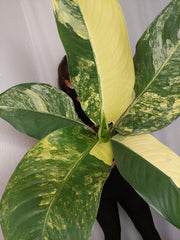 Dieffenbachia Big Ben Aurea