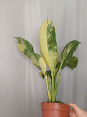 Dieffenbachia Big Ben Aurea