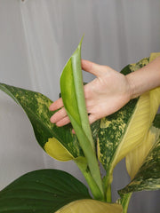 Dieffenbachia Big Ben Aurea
