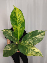 Dieffenbachia Big Ben Aurea