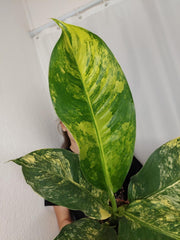 Dieffenbachia Big Ben Aurea