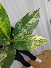 Dieffenbachia Big Ben Aurea