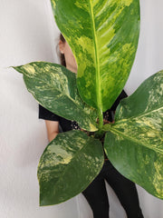 Dieffenbachia Big Ben Aurea