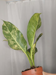 Dieffenbachia Big Ben Aurea
