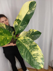 Dieffenbachia Big Ben Aurea