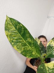 Dieffenbachia Big Ben Aurea