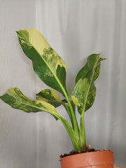 Dieffenbachia Big Ben Aurea