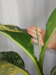 Dieffenbachia Big Ben Aurea