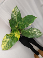 Dieffenbachia Big Ben Aurea