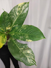 Dieffenbachia Big Ben Aurea