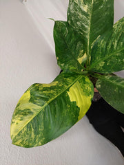 Dieffenbachia Big Ben Aurea