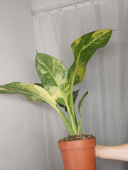 Dieffenbachia Big Ben Aurea