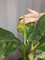 Dieffenbachia Big Ben Aurea